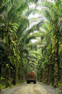 fabrication huile de palmiste